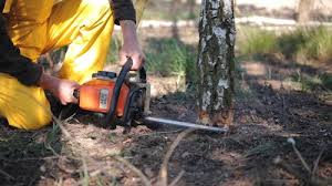 How Our Tree Care Process Works  in  Upper Brookville, NY