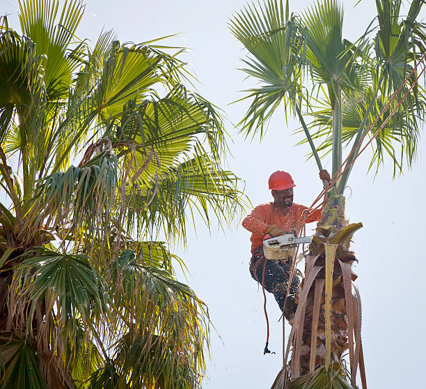 Professional Tree Services in Upper Brookville, NY